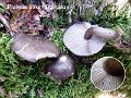 Pluteus atromarginatus-amf1480-1